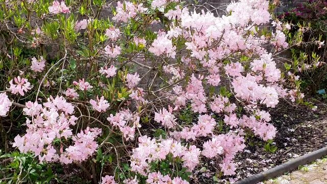 Rhododendron vaseyi a spring flowering shrub plant with a pink springtime flower commonly known as Pinkshell azalea, video footage clip