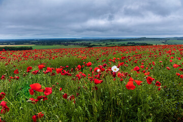 Fototapeta na wymiar White poppy in among all the red poppies on the Trundle South Downs West Sussex south east England