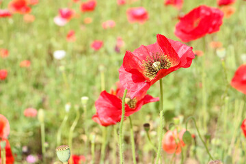 Fototapeta premium ポピー 花 赤い 綺麗 鮮やか 草花 けし 日本 華やか かわいい カラフル 満開 日本
