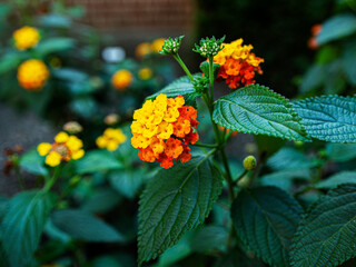 Summer Flowers Red & Yellow