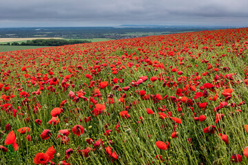 Red sea of poppies on a wet and cloudy day in June, on the Trundle, South Downs, West Sussex, south east England