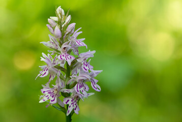 Close up of a common spotted orchid (dactylorhiza fuchsii) flower in bloom