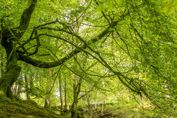 New growth in spring woodland 2185