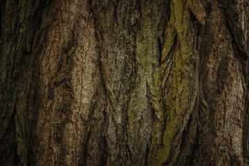 Colored bark of an old  tree with vignetting.