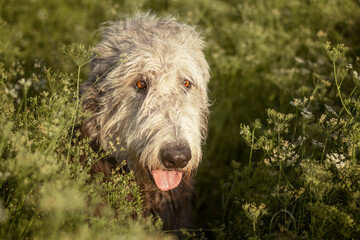 Irish Wolfhound Hidden In Field. Portrait of Irish Wolfhound Head.