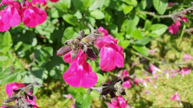 Salvia microphylla 'Neon' a pink spring summer autumn flower plant commonly known as baby sage stock photo image, video footage clip