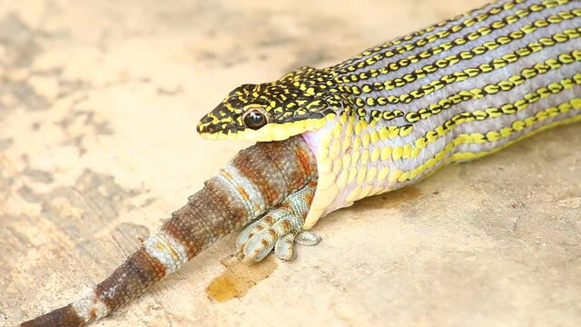 Green snake eating gecko ,  out door Chiangmai Thailand