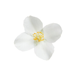 Naklejka na ściany i meble Beautiful flower of jasmine plant isolated on white