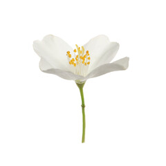 Beautiful flower of jasmine plant isolated on white
