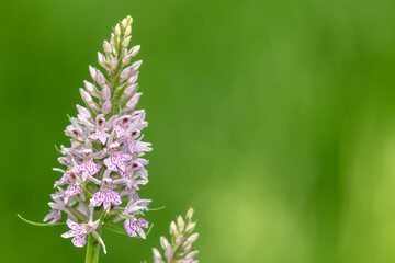 Close up of a common spotted orchid (dactylorhiza fuchsii) flower in bloom