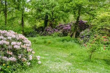 flowers in the garden woods 2681