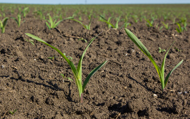 field with corn in spring. Parposts of plants began to grow in a straight line. Field of an agricultural enterprise