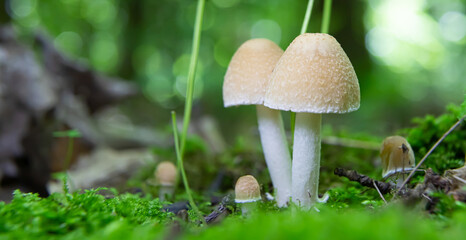 mushroom in the natural environment in the forest