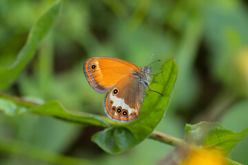 Fototapeta na wymiar Heather Hoppy Fairy butterfly - Coenonympha arcania
