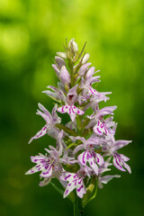 Close up of a common spotted orchid (dactylorhiza fuchsii) flower in bloom