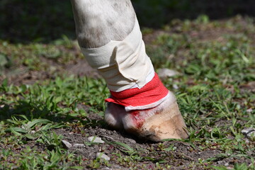 Horse foot showing mud foot or pastern dermatitis after treatment - obrazy, fototapety, plakaty