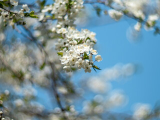 white cherry blossom