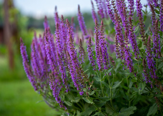 Sage in the garden. Herbs sage flowers