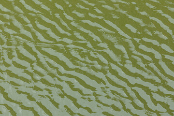The colorful and vivid green water waves background or texture with ripples, flares and highlights...