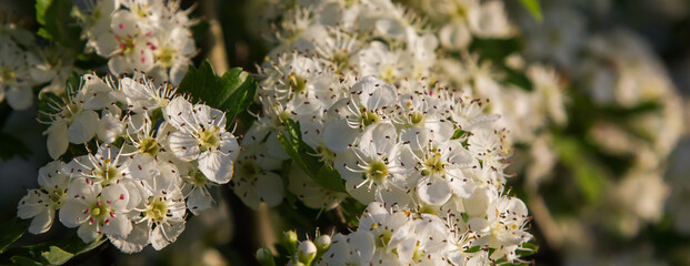white hawthorn flowers close up in the grass. sunny day