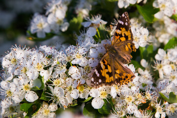 orange butterfly on white flowers in the sunlight