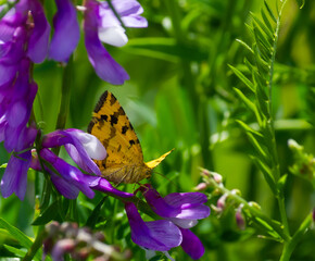 butterfly sitting on green grass in a field. summer sunny day