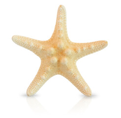 Calcified starfish. Starfish on a white background.