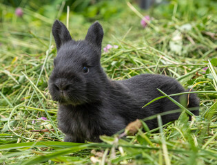 little black rabbits in the green grass
