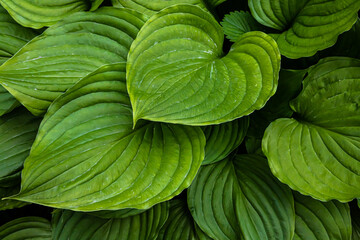 green leaves of plants in the garden. texture