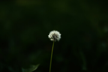 small dandelion on a dark green background, summer background with soft focus