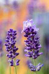 Obraz premium Lavendel lila