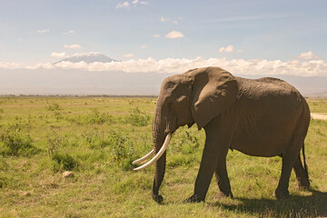 Fototapeta na wymiar Famille Eléphants Loxodonta africana devant le mont Kilimandjaro à Amboseli Afrique Kenya