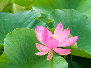 Pink Lotus Flower in the Pond