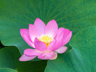 Pink Lotus in the Pond