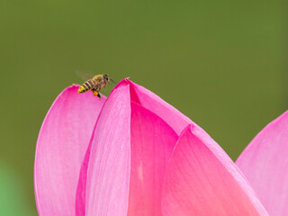 Honey bee Flying over Pink Lotus Flower