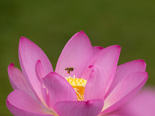 Honey bee Collecting Pink Lotus Flower Pollen