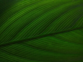 Arrowroot plant leaf pattern, green background