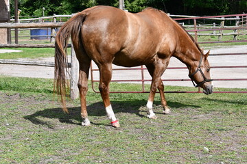 Sedated horse after treatment by veterinarian for mud foot or pastern dermatitis - obrazy, fototapety, plakaty