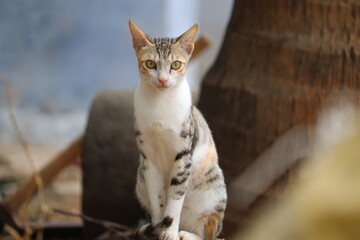 Cat is sitting and looking for a food.