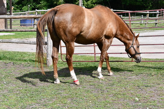 Sedated horse after treatment by veterinarian for mud foot or pastern dermatitis