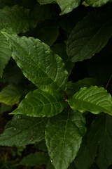 Fototapeta na wymiar leaves in the garden