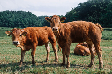 Beautiful little calf in green grass. Farm in Olimje, Slovenia.