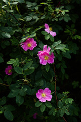 pink flowers and green leaves, macro photography of summer flowers, soft focus