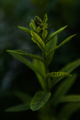 close up of marijuana