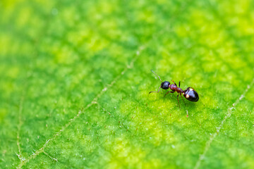 Ant, Dolichoderus quadripunctatus, walking on a green leaf in spring
