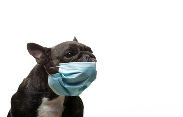 image of dog mask white background 