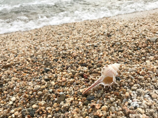 浜辺の貝殻