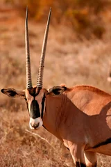 Deurstickers Oryx Beisa Antilope Samburu Afrique Kenya © Andre