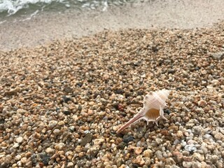 浜辺の貝殻