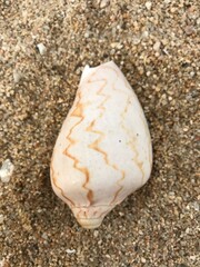 浜辺の貝殻